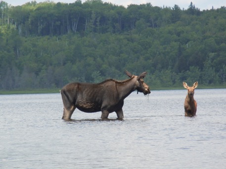 Moose on the Northen Forest Canoe Trail