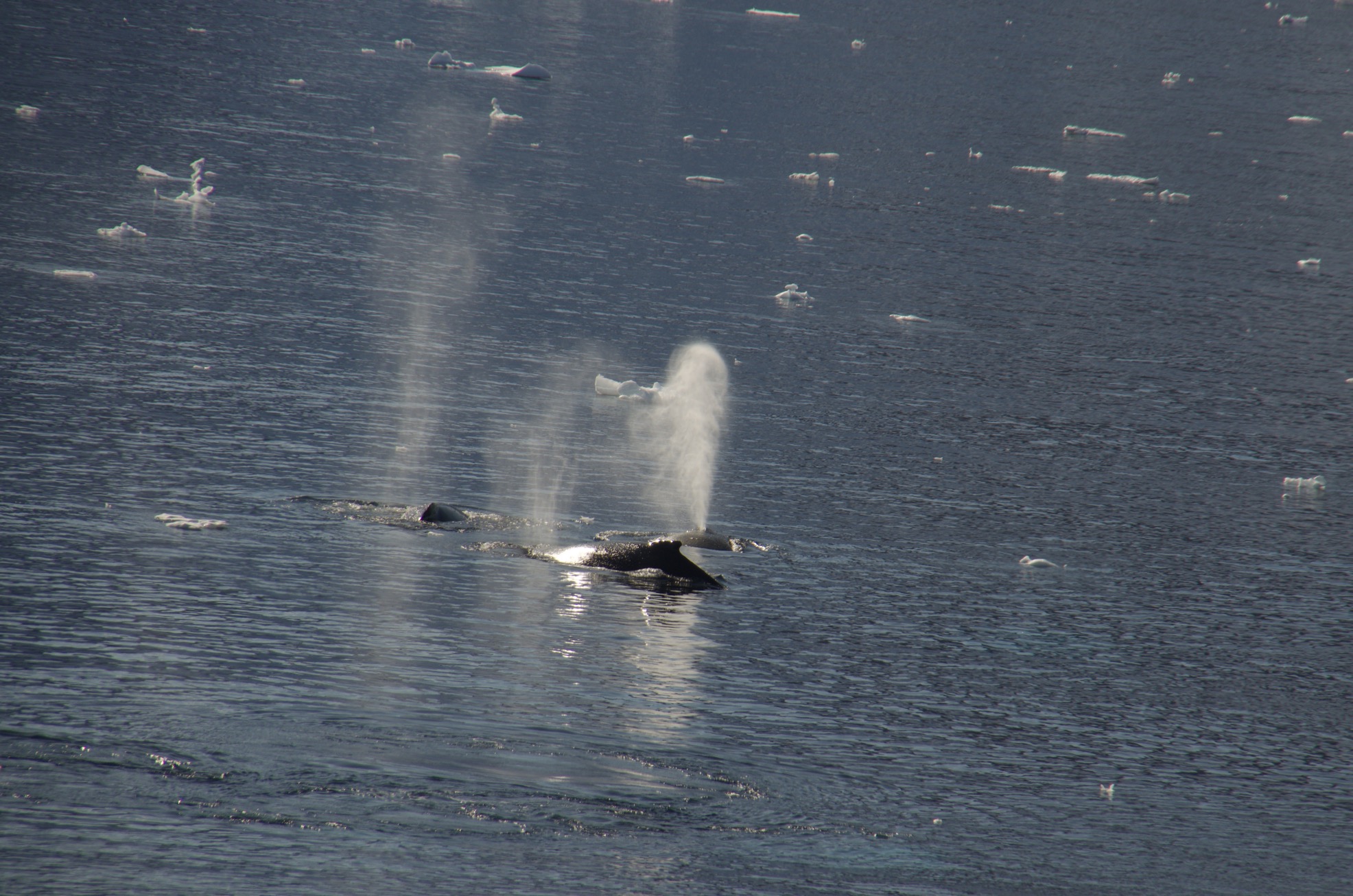 Whale spouts