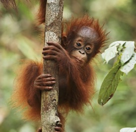 Baby Orangutan