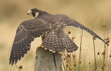Peregrine falcon