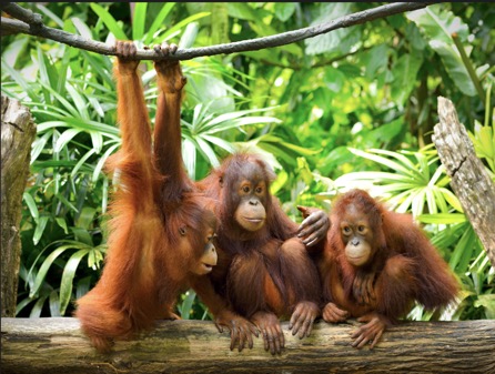 Sumatran Orangatangs