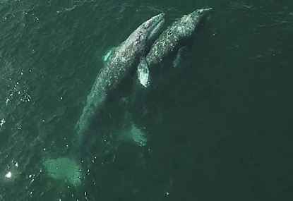 Grey whale with calf