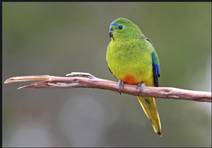 parrot orange-bellied