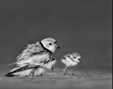 Piping Plover &#38; chick Chap 6jpeg