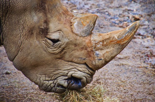 Rhino B&#39;ham Zoo