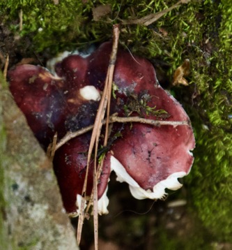 Russula mushroom_Claire Datnow