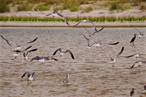 Shore birds 